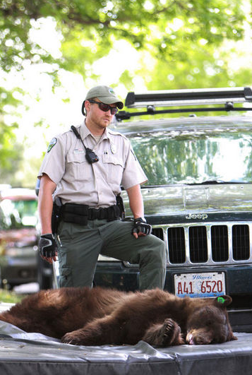 Dikkat! Ayı düşebilir - Resim: 1