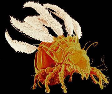 En çok yük kaldıran canlılar - Resim: 1