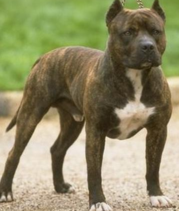 Bu arabayı pitbull parçaladı - Resim: 4