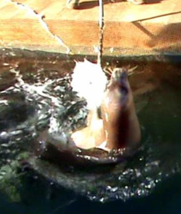 Badem'i sopayla böyle dövdüler - Resim: 4