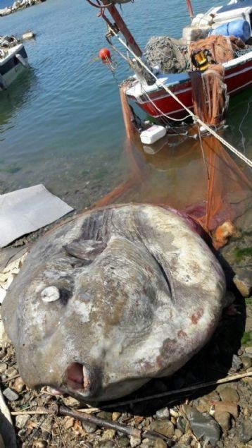 Yarım ton ağırlığında balık yakalandı - Resim: 3