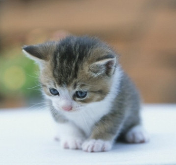 Trajikomik haberler - Resim: 2