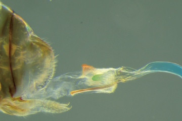 Penisli dişi vajinalı erkek böcek Neotrogla bulundu - Resim: 2