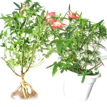 Her derde deva bitkiler - Resim: 3