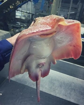 Denizden çıkan bu canlı görenleri şoke etti bu ne böyle? - Resim: 4