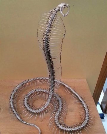 Bu anı görenler kameralarına sarıldı daha sonra da... - Resim: 2