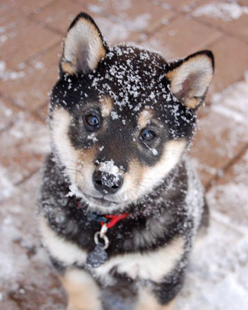 Bu kar fotoğraflarına hayran kalacaksınız! - Resim: 4