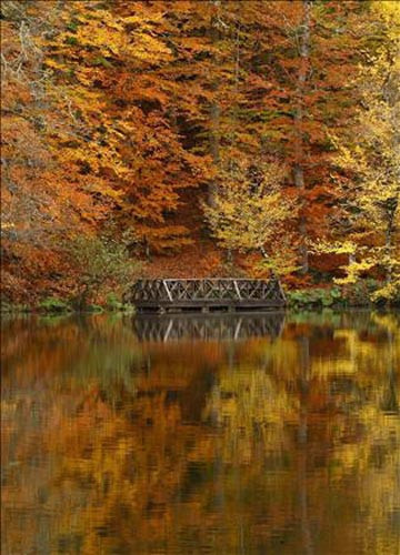 Yedigöller'de sonbahar  - Resim: 1