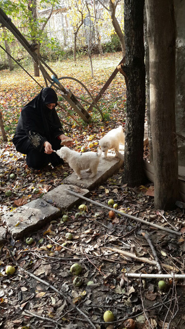 Kuran kurs öğreticisi, sokakta bulduğu yavru köpeklere sahip çıktı - Resim: 2