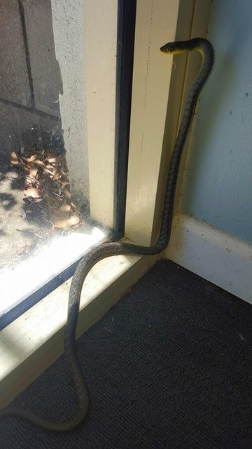 İnanılmaz aile hayrete düşürdü! Vahşi hayvanları elleriyle avlayıp... - Resim: 1