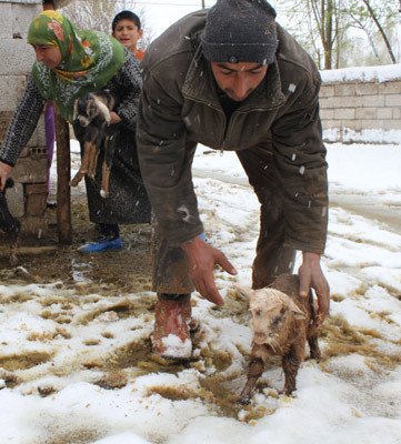 Sivas yaza hazırlanırken karla uyandı! - Resim: 2