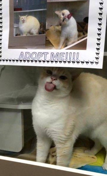 Kendini sahiplendirmenin yolunu bulan kedi - Resim: 1