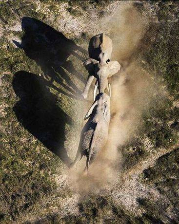 İşte doğanın vahşilerinin ölümcül dansı - Resim: 3