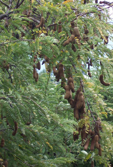 Demirhindi ve şerbetinin mucizeleri - Resim: 1