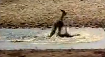 Su aygırı antilopu timsahtan böyle kurtardı  - Resim: 1