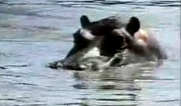 Su aygırı antilopu timsahtan böyle kurtardı  - Resim: 3