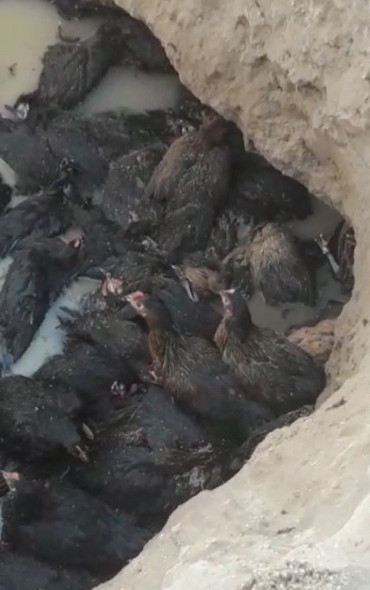 Bu iş böyle olmaz canlı canlı gömdüler  - Resim: 4