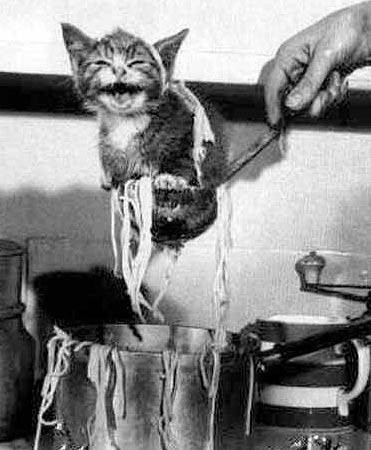 Dünyadan komik fotoğraflar - Resim: 1