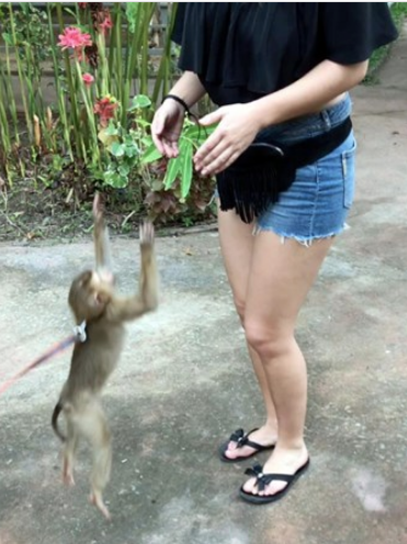 Neye uğradığını şaşırdı! Maymun tacizi meşhur etti - Resim: 1