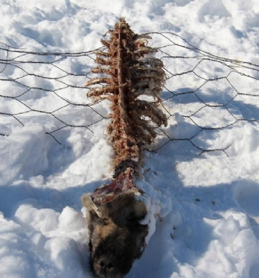 Kurt saldırısından geriye bu kaldı - Resim: 4