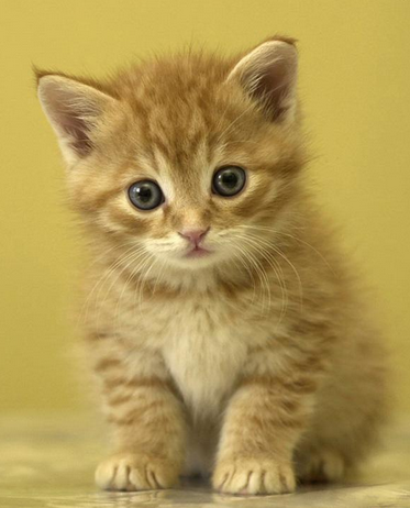 Hayvanlar iş hayatınızı nasıl etkiliyor? - Resim: 4