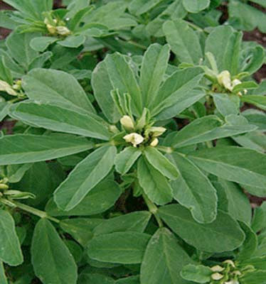 Hangi bitki neye iyi gelir? - Resim: 4