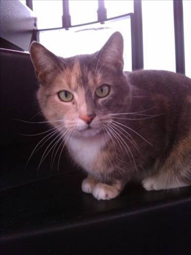 Leopar bahçıvana böyle saldırdı! - Resim: 3