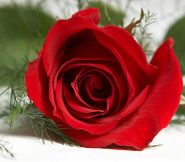 En yaratıcı evlenme teklifleri - Resim: 4