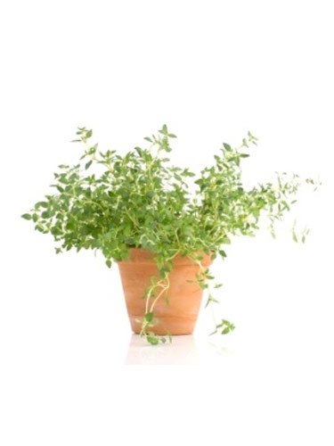 Cinsel güç için kaynatıp günde bir fincan için! - Resim: 3