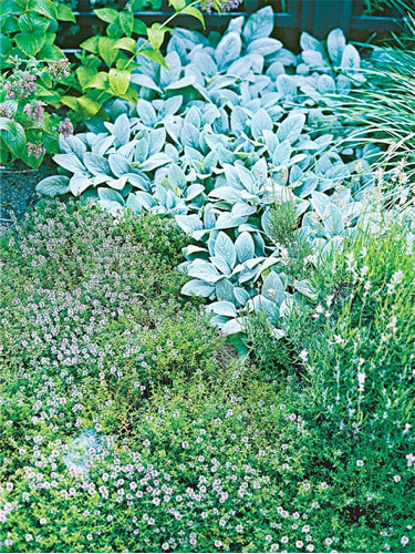 Cinsel güç için kaynatıp günde bir fincan için! - Resim: 4