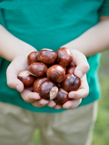 Kestane'nin kabuğu bile çok faydalı  - Resim: 1