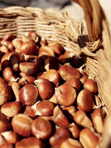 Kestane'nin kabuğu bile çok faydalı  - Resim: 4