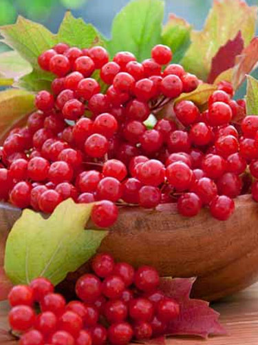 Bunları yemek böbreği temizliyor - Resim: 1