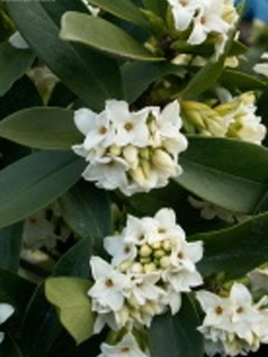 Migreninize bitkisel çözümler - Resim: 3