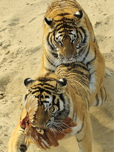 Canlı canlı aslanlara yem ettiler - Resim: 1