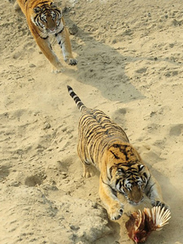 Canlı canlı aslanlara yem ettiler - Resim: 2