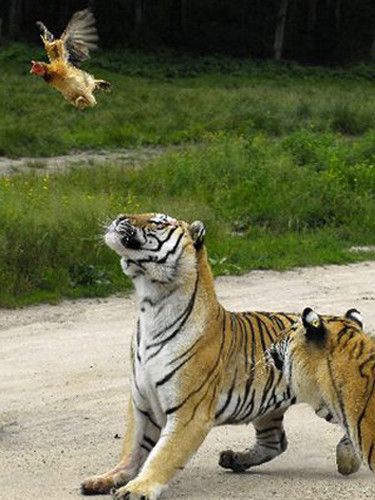 Canlı canlı aslanlara yem ettiler - Resim: 3