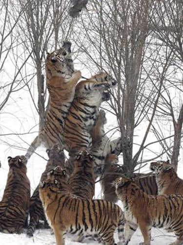Canlı canlı aslanlara yem ettiler - Resim: 4