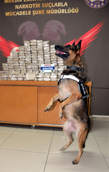 Ödüllü burun affetmiyor Değeri 8 milyon - Resim: 2