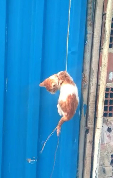 Rahat bırakın artık şu hayvanları! - Resim: 2