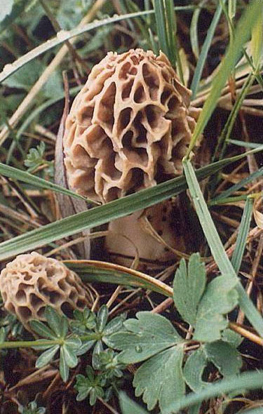 Kuzu Göbeği Mantarı faydaları şaşırtıcı - Resim: 4