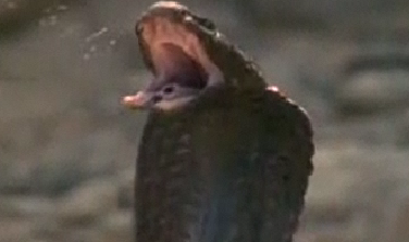 Kobra zehirini işte böyle püskürttü - Resim: 3