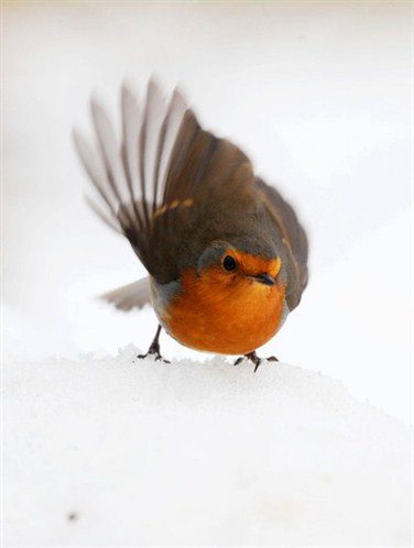 İçinizi ısıtacak kış fotoğrafları - Resim: 4