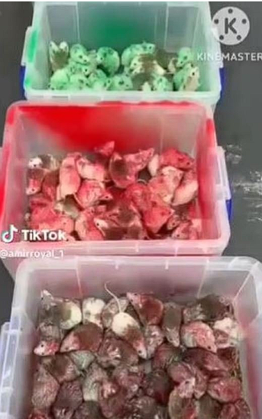 Filistin destekçisi, McDonald's şubesine yüzlerce canlı fare saldı: Müşteriler kaçıştı - Resim: 0