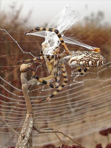 Avlanırken Av oldu! - Resim: 3