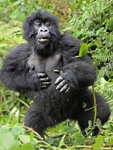 Sarhoş gorilin komik halleri - Resim: 1