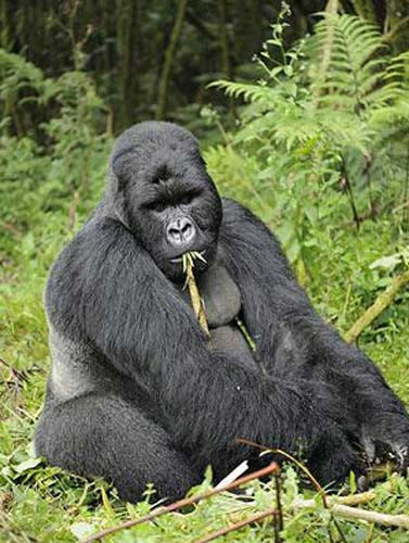 Sarhoş gorilin komik halleri - Resim: 2