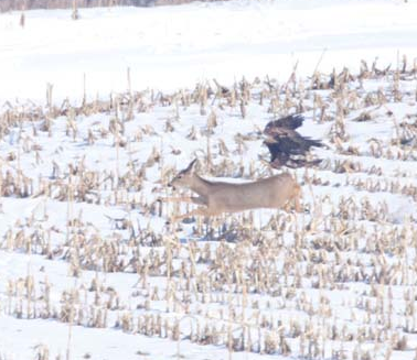 Kartal avına böyle pençelerini geçirdi - Resim: 3