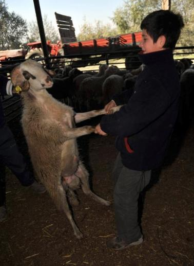 Kurban Bayramı'ndan komik kareler - Resim: 1