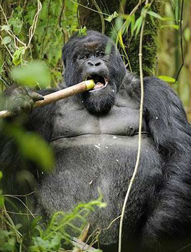 Sarhoş gorilin komik halleri - Resim: 3